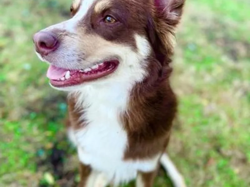 All the Shepherds, LLC