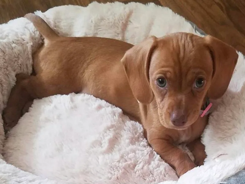 All Things Dachshund