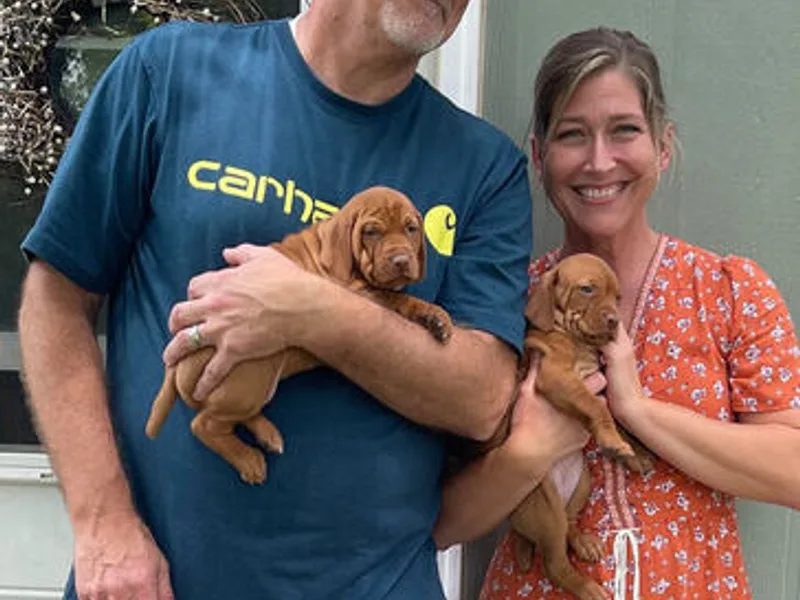 All Things New Vizslas