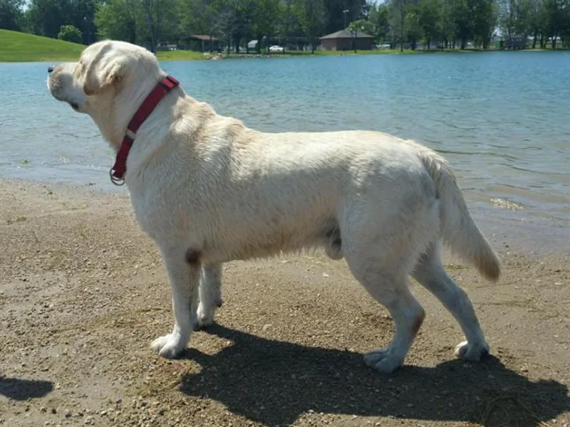 All Three Colors Labs