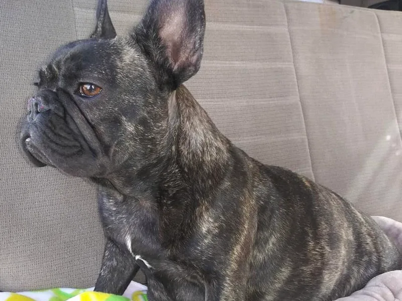 All Time Frenchies photo 1