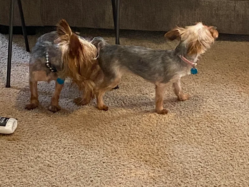 Alldae Yorkies