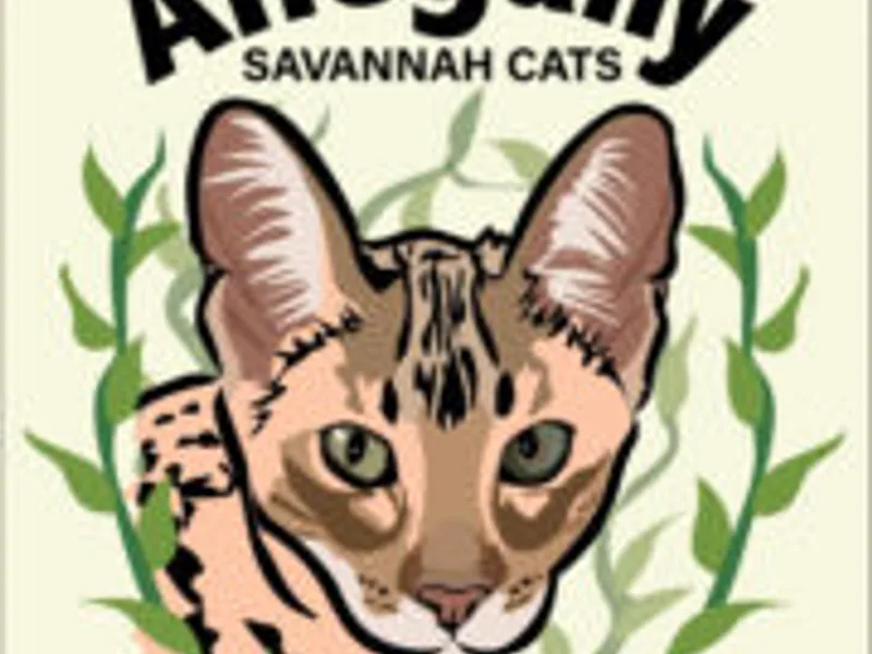 AlleganyCats photo 1