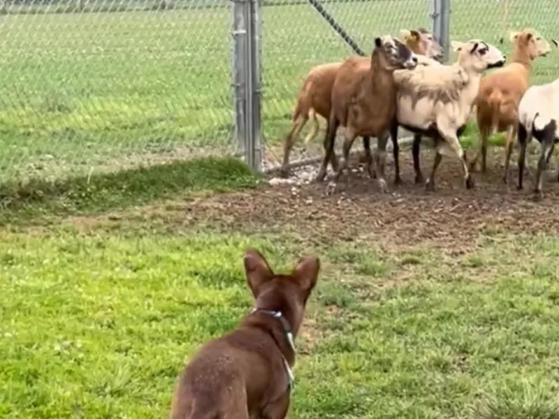Allegheny McNab Shepherds