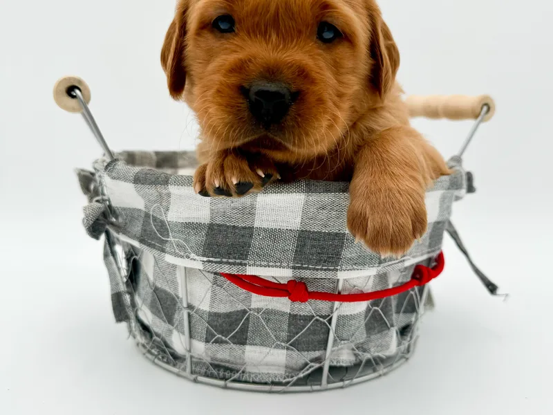 Allegheny River Retrievers