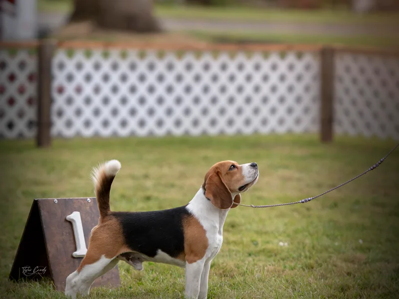 Allegro Beagles