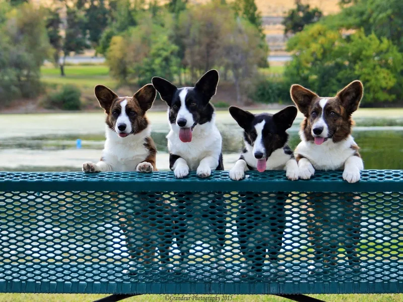 Allegro Cardigans photo 1