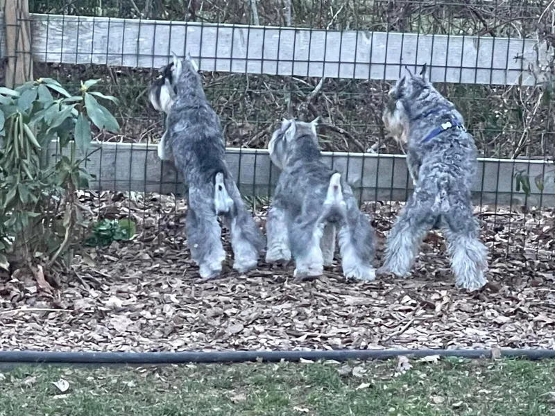 Allegro Miniature Schnauzer’s