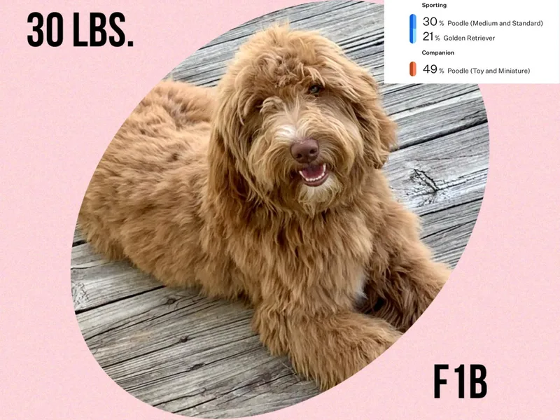 Allen’s Country Doodles