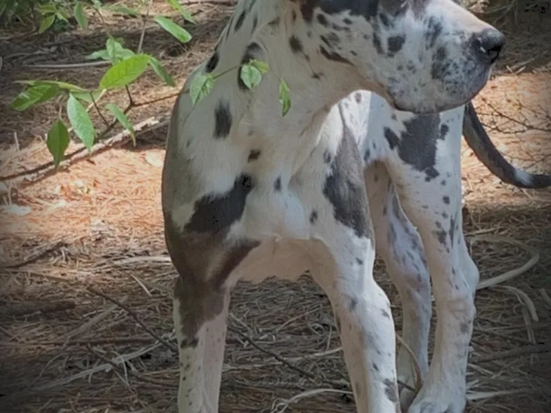 Allen’s Ridge Ranch