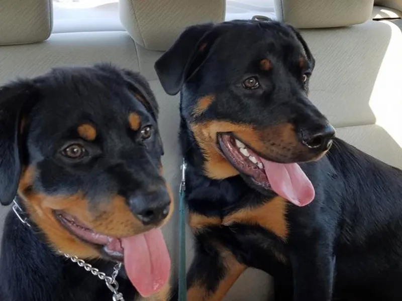 Allen's Rottweilers