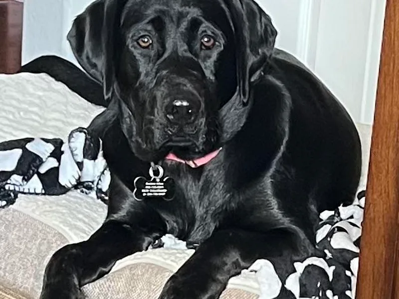 Allen Sunnyside AKC Labs