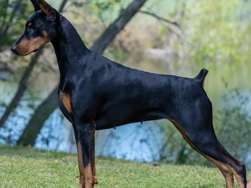 Allettare Dobermans