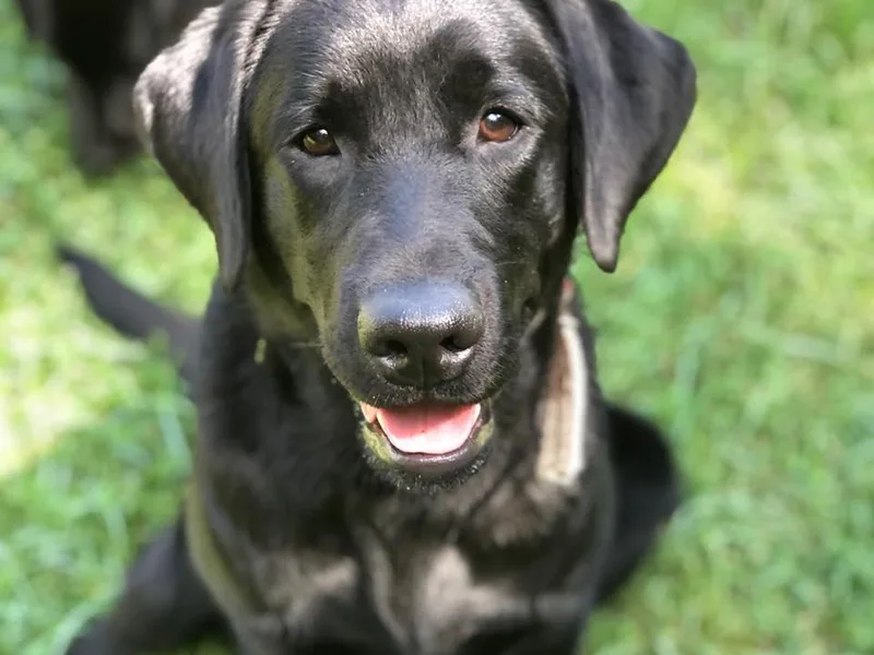 Alley Rock Labradors, LLC