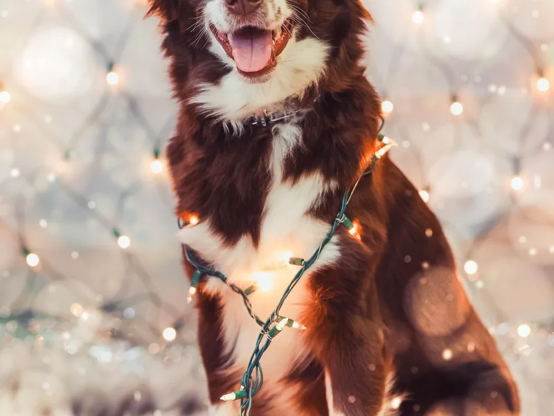 Allie Acres Australian Shepherds