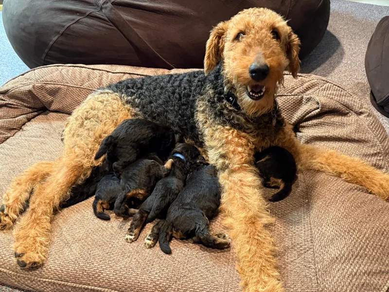 Allie’s Airedales