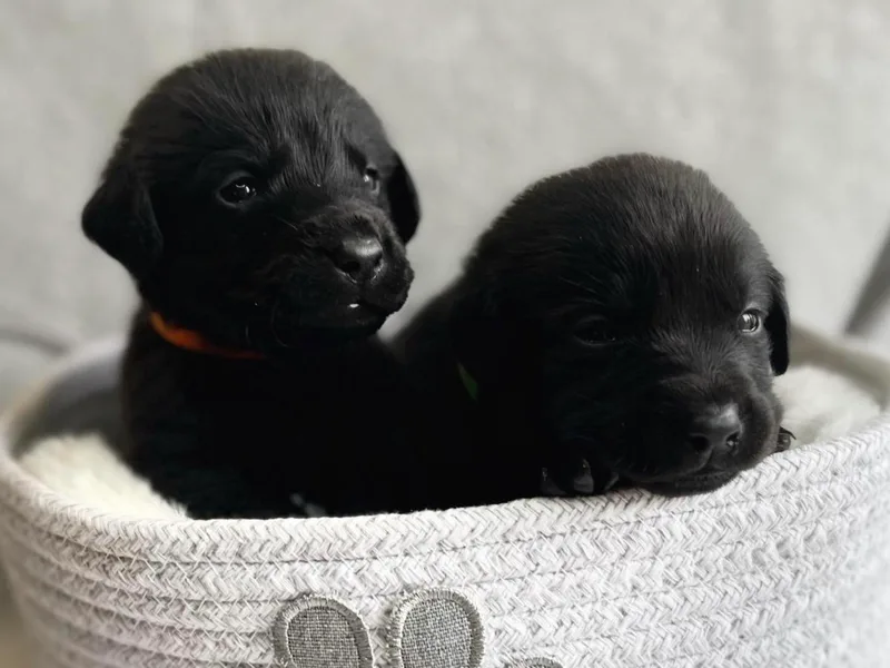 Allie’s Way Labradors