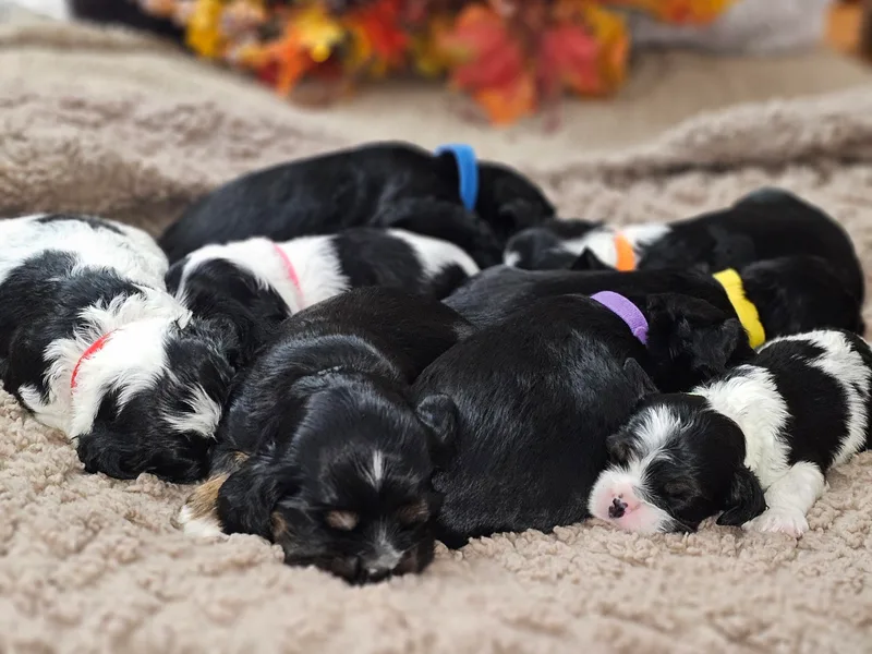 Allison Cocker Spaniel Pup's