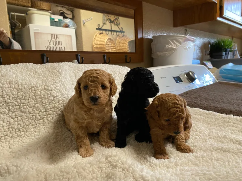 Allison's Toy Poodles