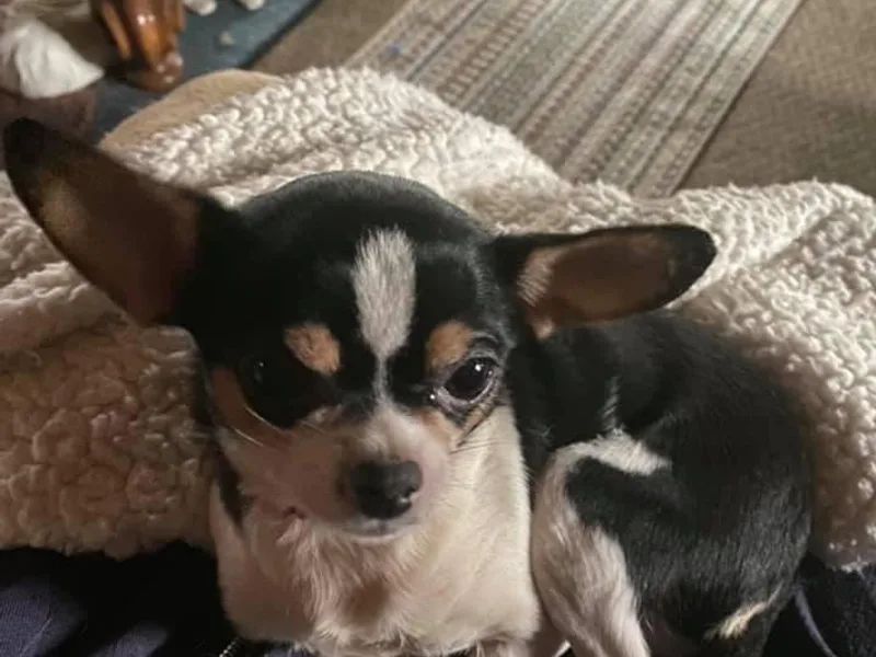 Allor’s Chihuahuas