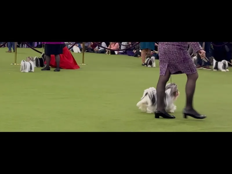 Allure Biewer Terriers