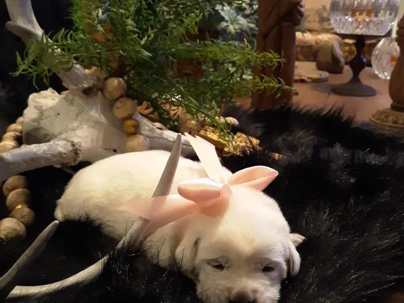 Allure Ranch Labrador Retriever's