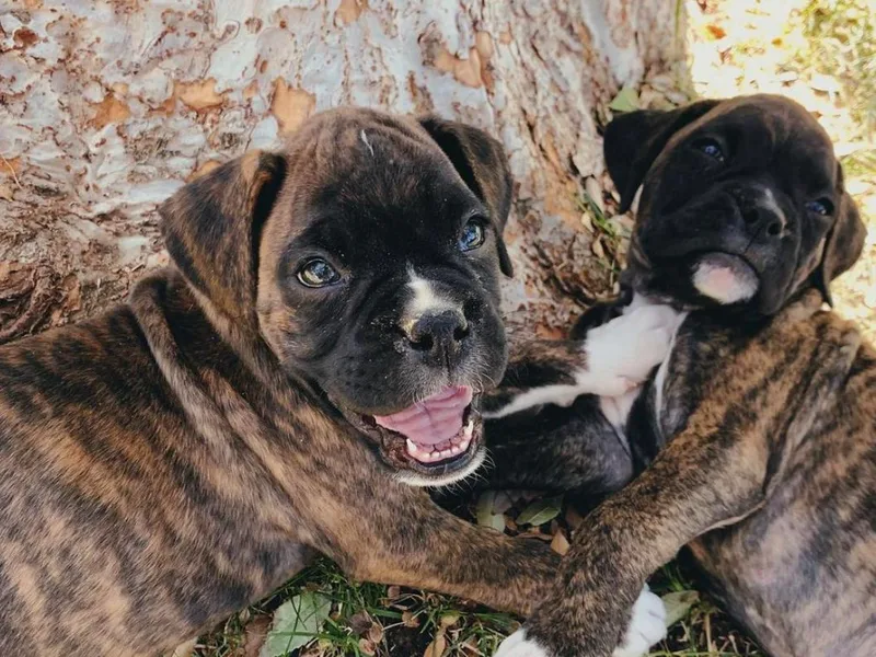 Ally’s Boxer Pups