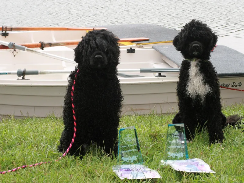 Allyn Portuguese Water Dogs