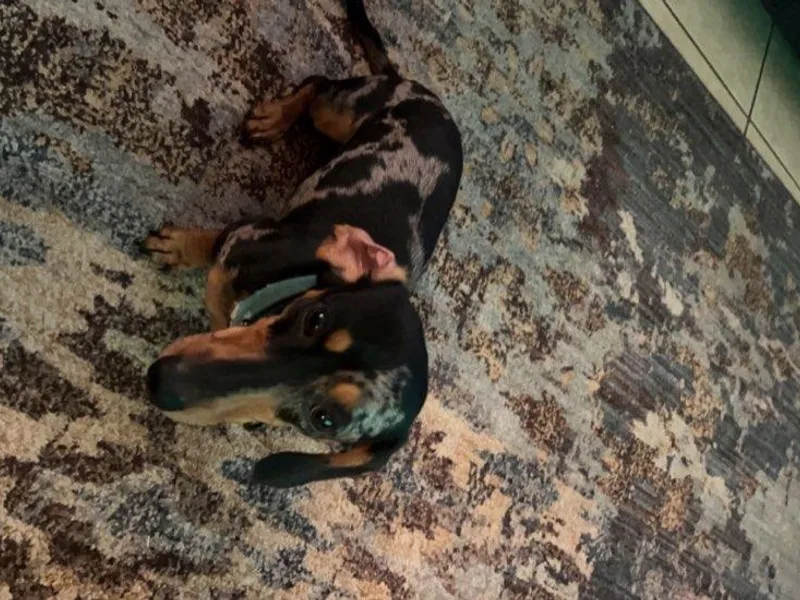 Allyson’s Mini Weens