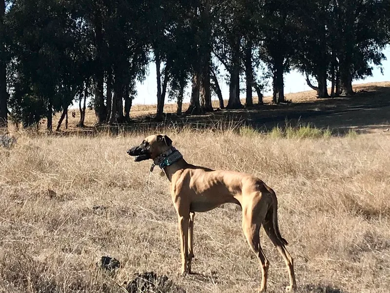 Almaboubin Sloughis photo 1