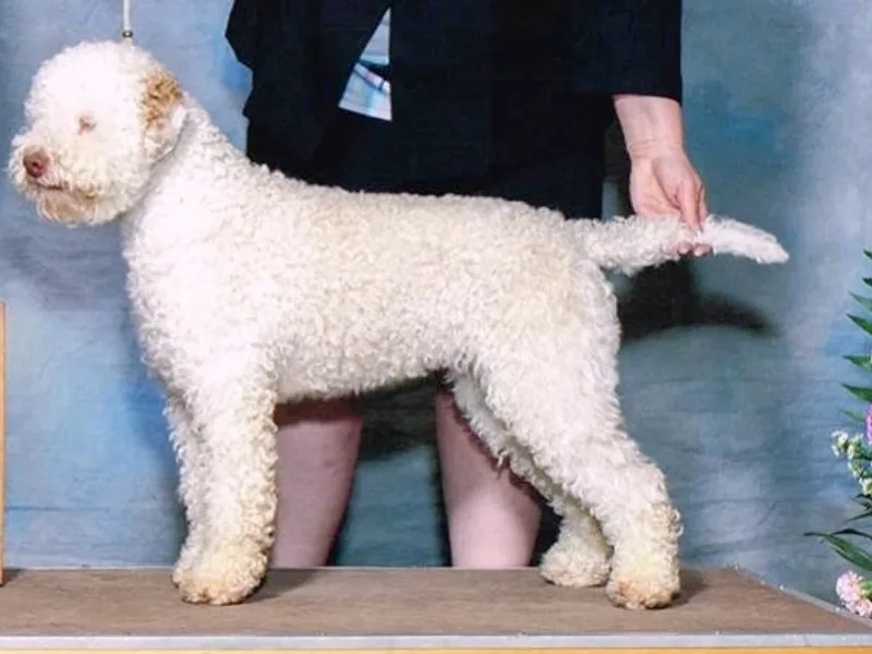 Almar Lagotto