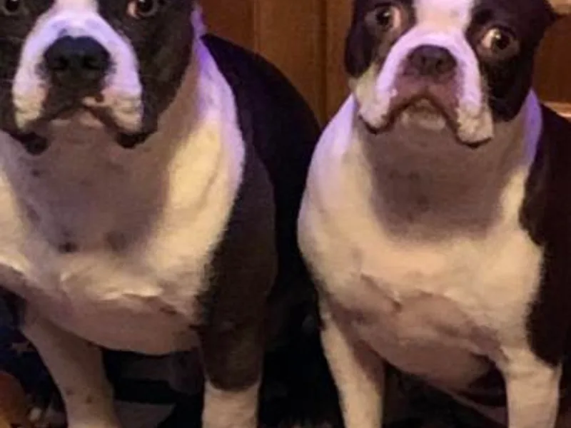 Almost Heaven Boston Terriers