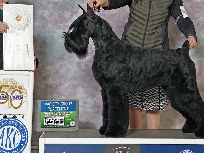 Almost Heaven Giants photo 1