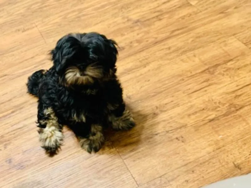 Almost Heaven Shih Tzu