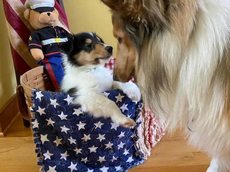 Almost Heaven WV Collies