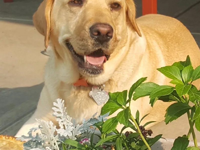 Almost Like Home Services Boarding and Breeding