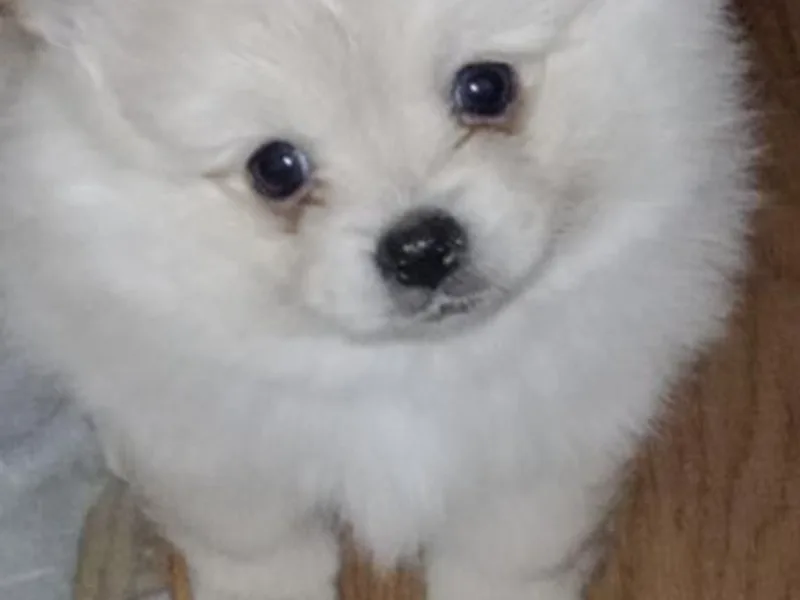 Almost White Poms