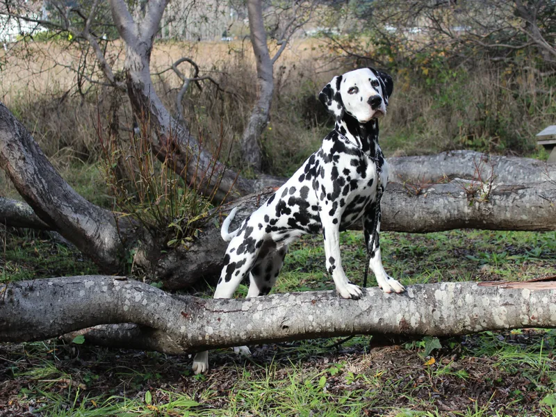 Alofa Dalmatians