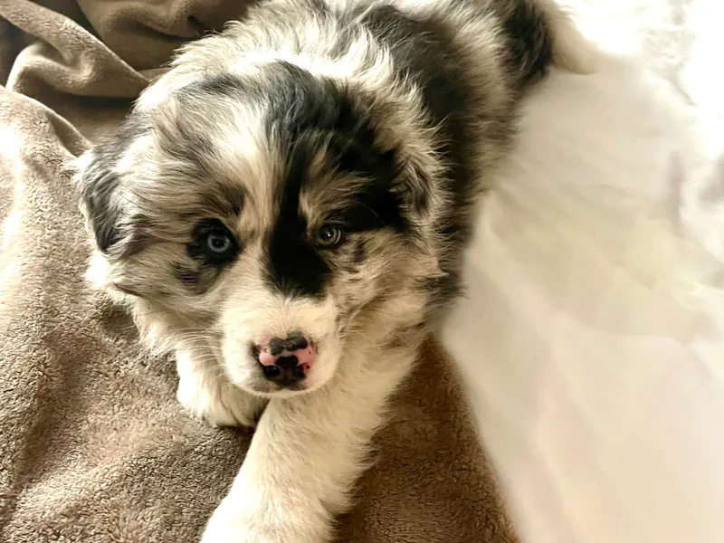 Aloha Border Collies- AKC Champion Bloodline