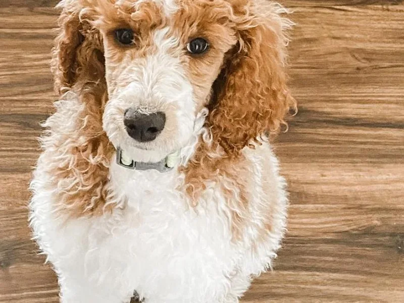 Aloha Doodles &amp; Poodles