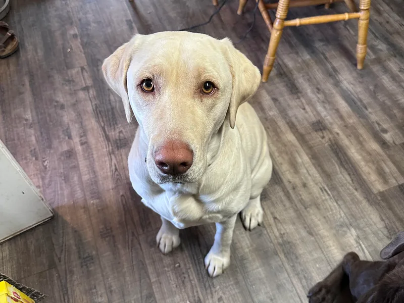 Aloha Lab Pups of SW Colorado