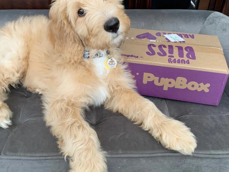 Aloha Maui Goldendoodles