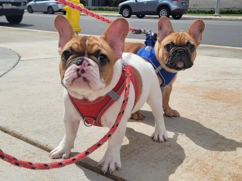 Aloha Paradise Kennel