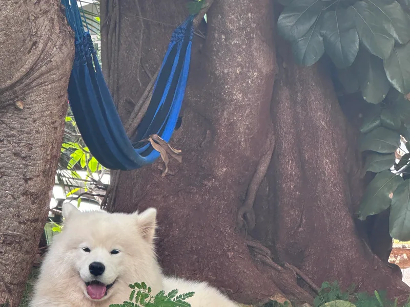 Aloha Samoyeds