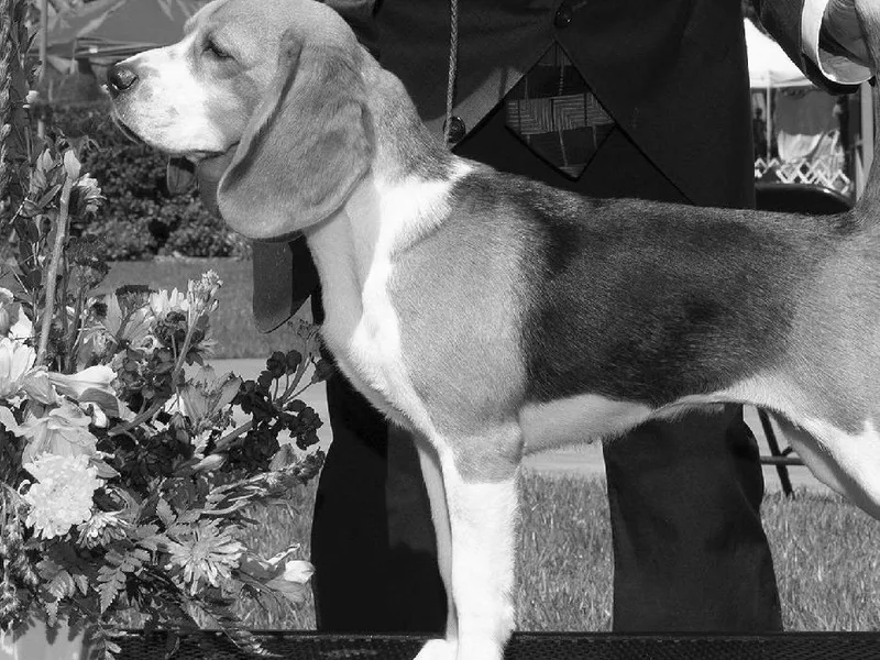 Aloha Spirit Beagles