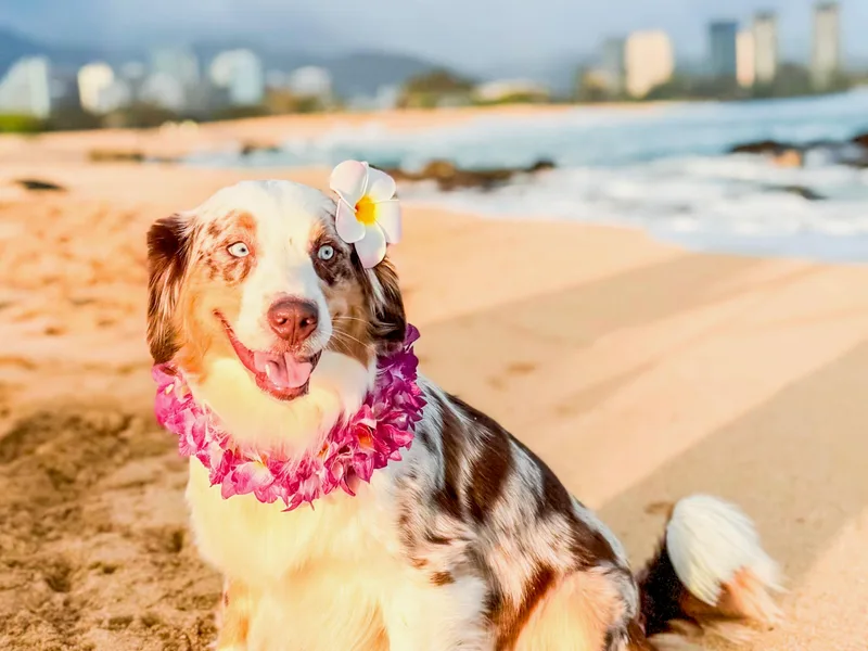 Alolan Angel Aussies