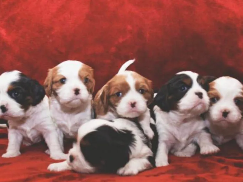Alonnah Ryder Cavaliers