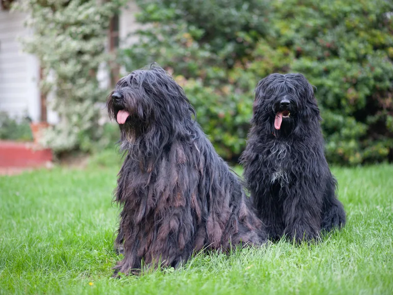 Alp Angel Bergamascos photo 1