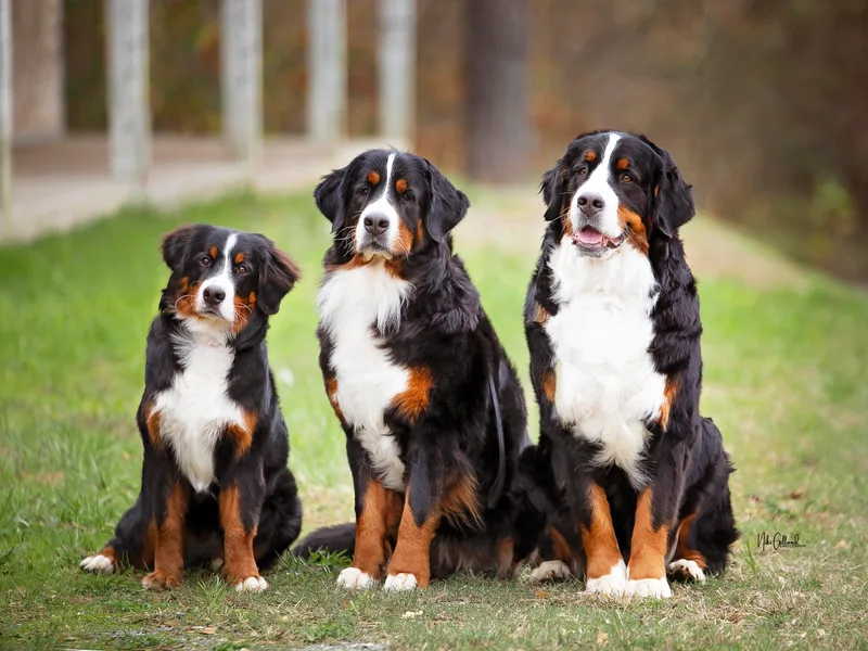 Alpen Daydream Bernese