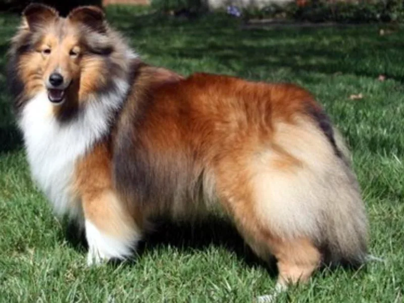 Alpenglo Shetland Sheepdogs